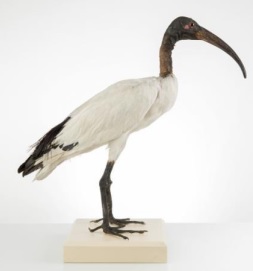 Heiliger Ibis, Standpräparat aus dem Museum für Naturkunde Berlin